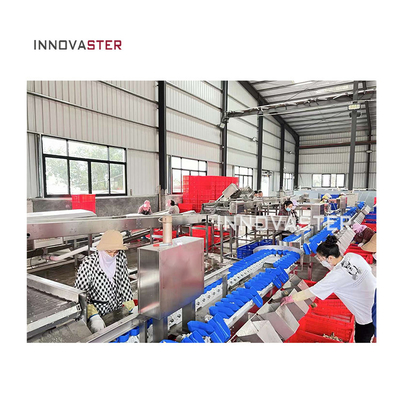 Máquina de calificación de peso automática multifuncional de transporte industrial para frutas