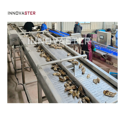 Máquina de clasificación de pepinos de mar de ostras de 2500W multifunción