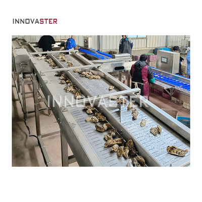 2500W automático de pincel de rodillo lavado de mariscos Proceso máquina de clasificación de peso de ostras