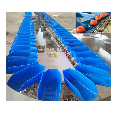 Máquina de clasificación profesional de frutas y verduras con construcción de acero inoxidable 304