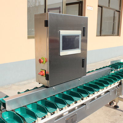 Grado de tamaño de acero inoxidable Máquina automática de clasificación de peso de pollo para la clasificación